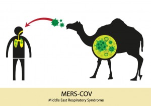Proses penularan virus mers dari hewan unta ke manusia. (Sumber Foto: meetdoctor.com)